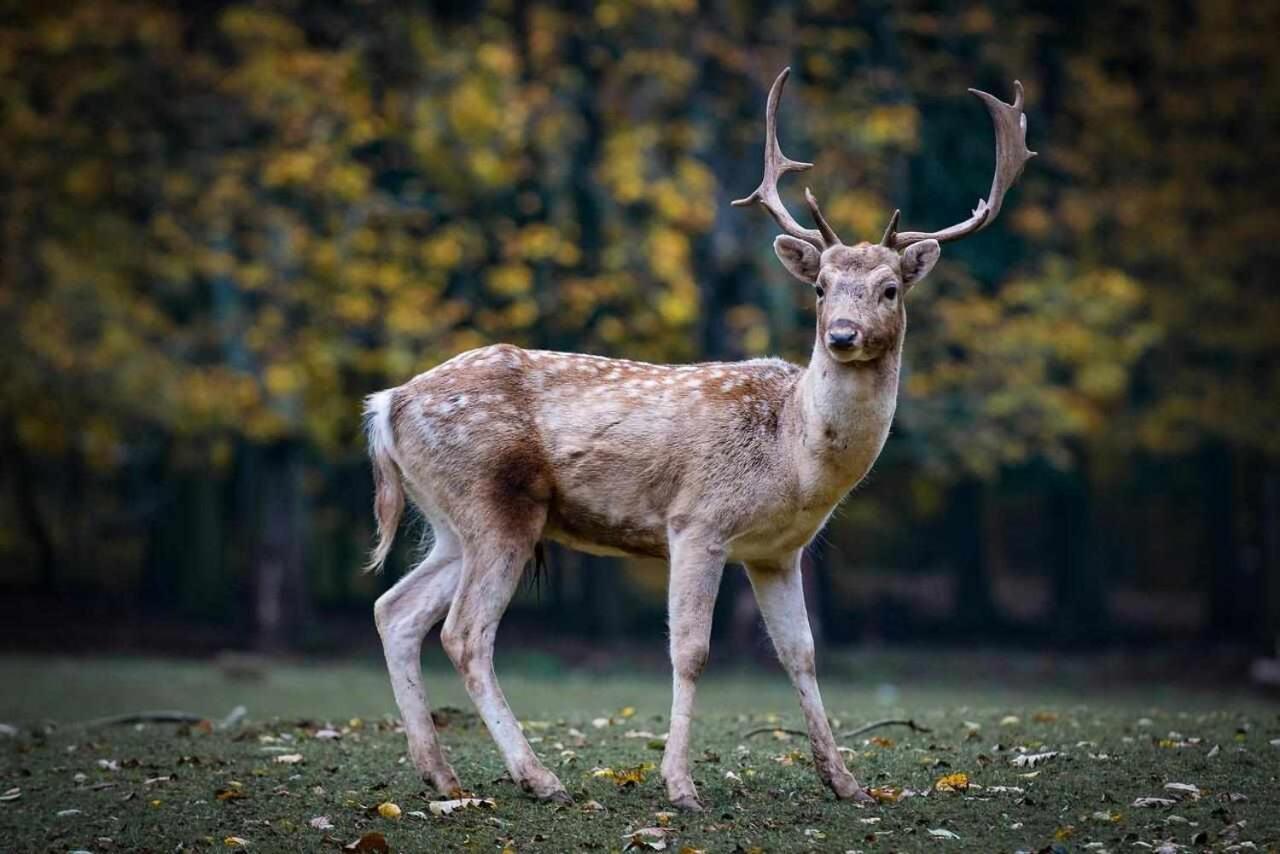 Casa Rural La Carrozal Senda Del Oso Orelleiru Eksteriør bilde