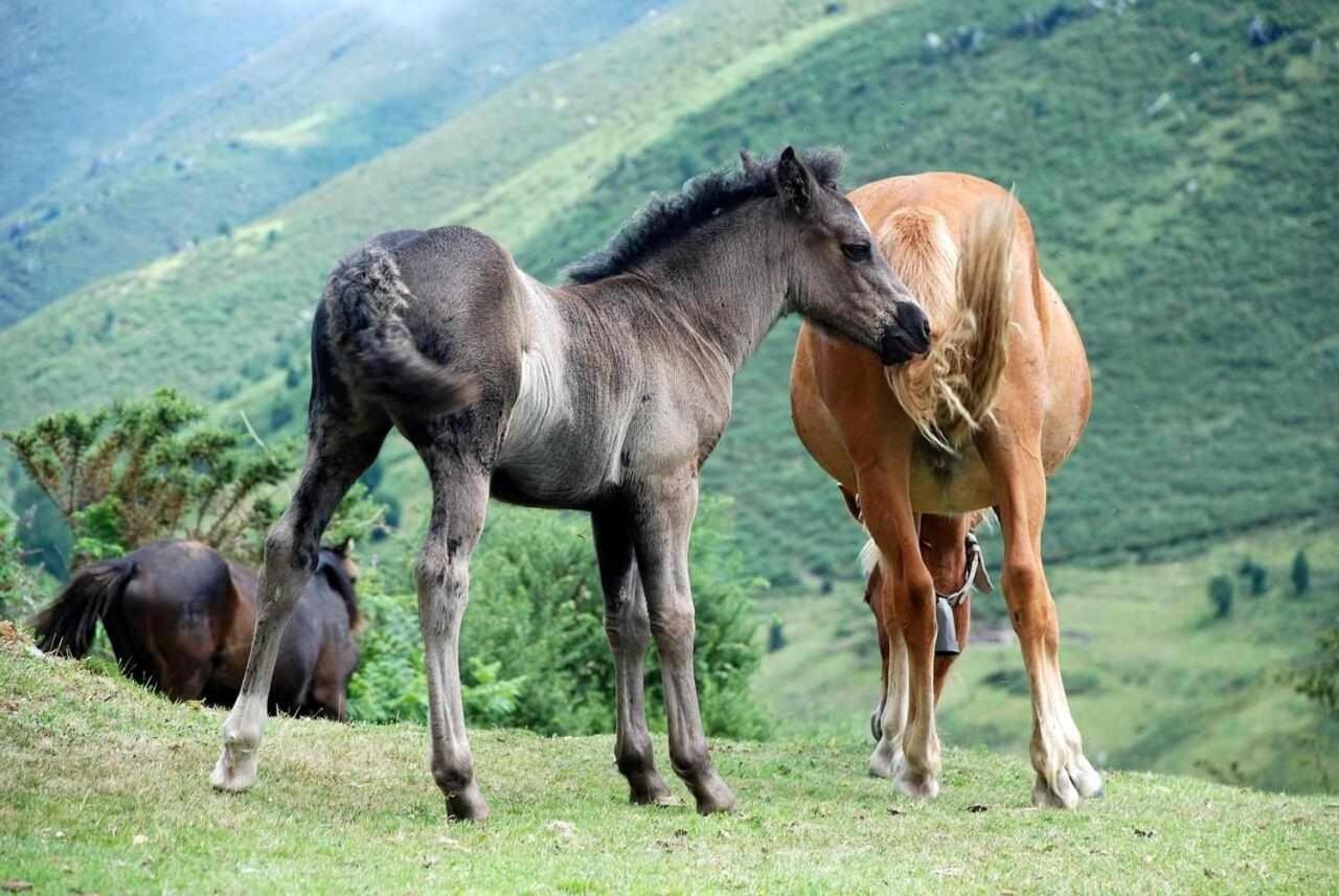 Casa Rural La Carrozal Senda Del Oso Orelleiru Eksteriør bilde